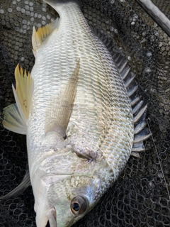 キビレの釣果