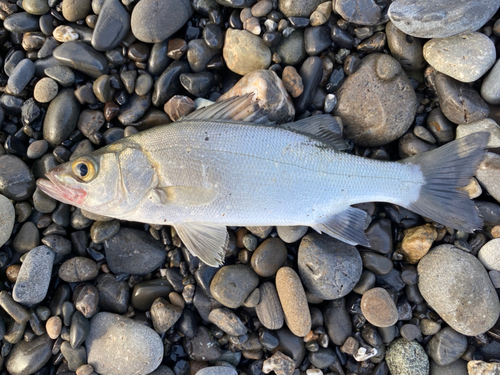 セイゴ（ヒラスズキ）の釣果