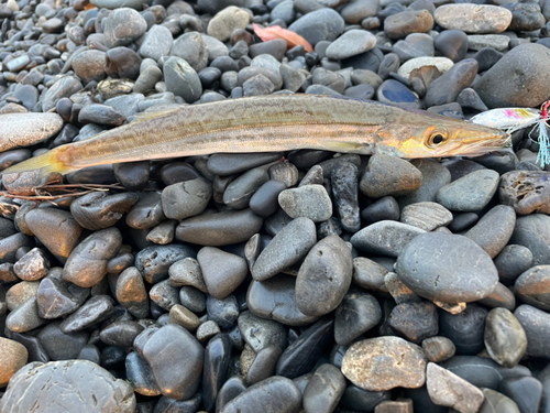 カマスの釣果