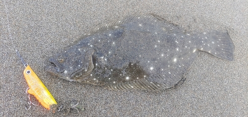 ソゲの釣果