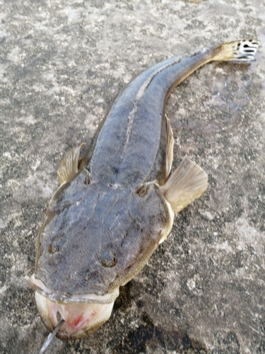 マゴチの釣果