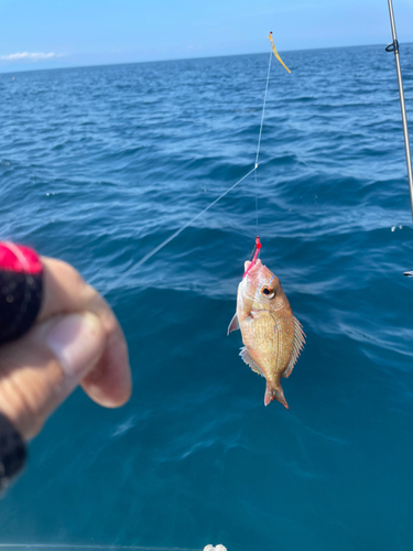 マダイの釣果