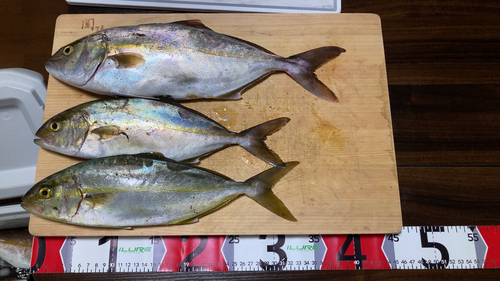 ショゴの釣果