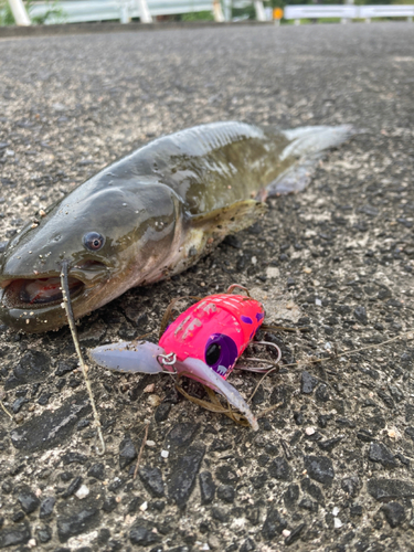 ナマズの釣果