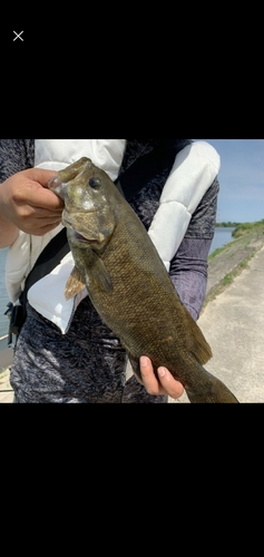 ヤリイカの釣果