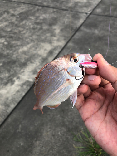 タイの釣果