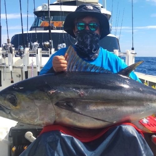 メバチマグロの釣果