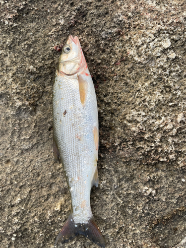 ウグイの釣果