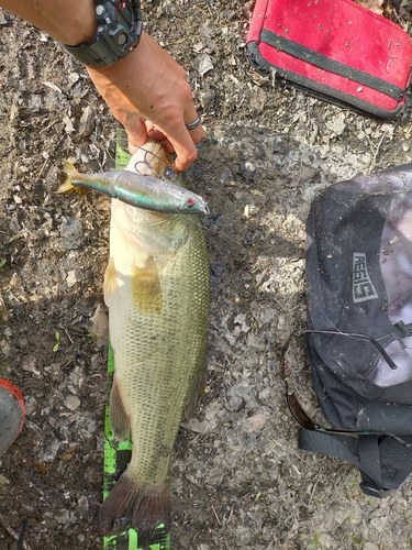 ブラックバスの釣果