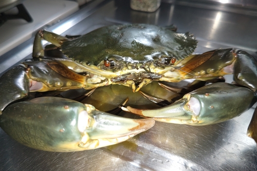 ノコギリガザミの釣果