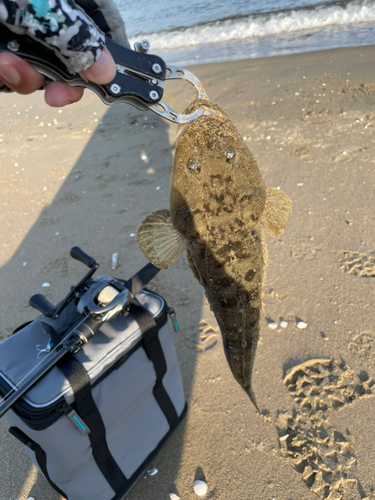 マゴチの釣果