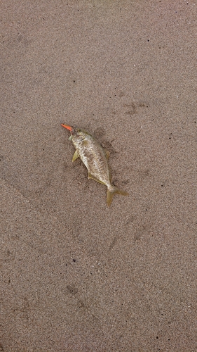 ショゴの釣果