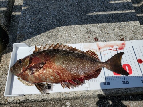 アイゴの釣果