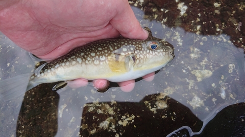 コモンフグの釣果