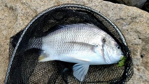 キビレの釣果