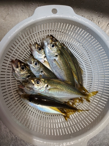 アジの釣果