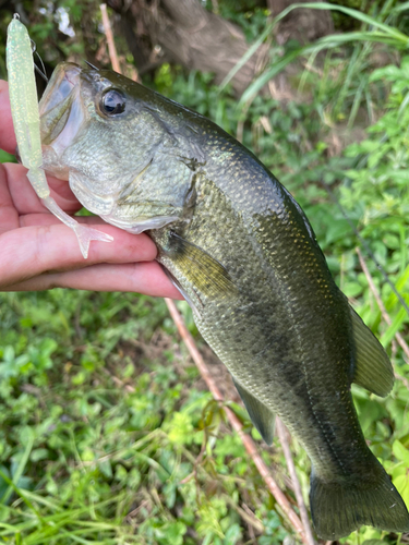 ラージマウスバスの釣果