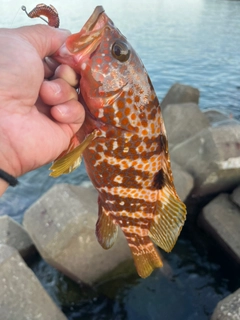 アコウの釣果