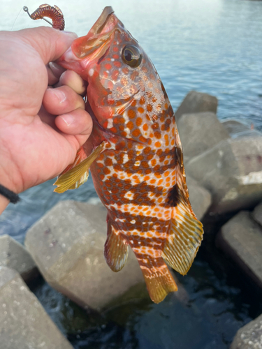 アコウの釣果