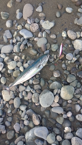 ソウダガツオの釣果