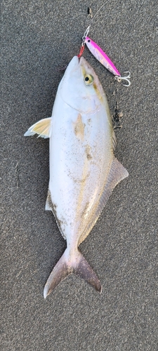 ショゴの釣果