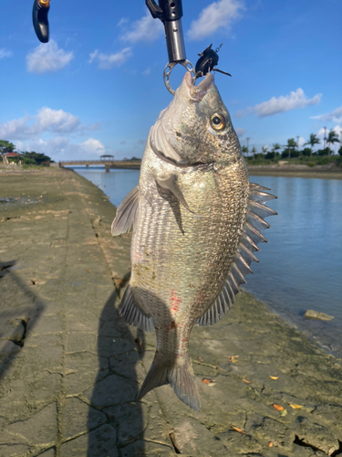 チヌの釣果