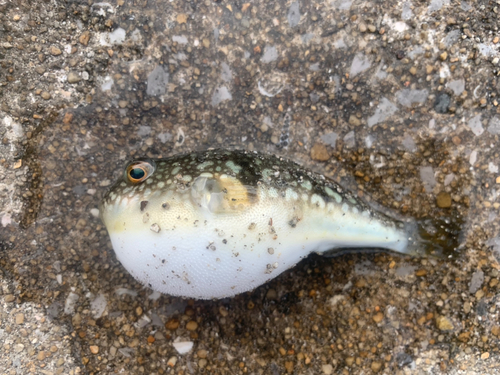 コモンフグの釣果