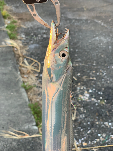 タチウオの釣果