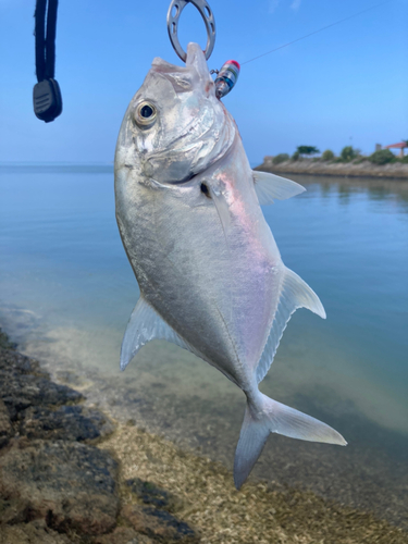 ロウニンアジの釣果