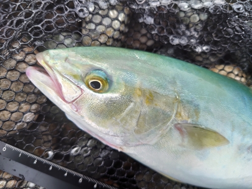 ツバイソの釣果