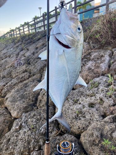 ロウニンアジの釣果