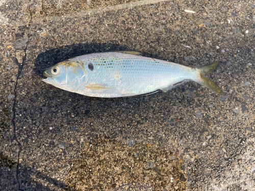 コノシロの釣果