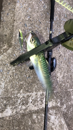 サバの釣果