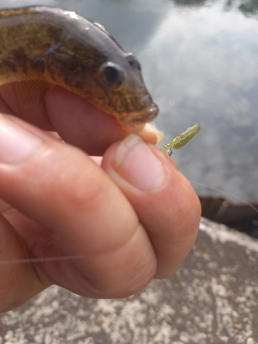 ハゼの釣果