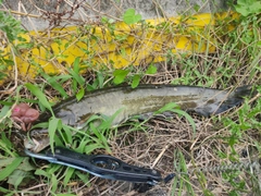 ナマズの釣果