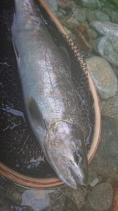 アマゴの釣果