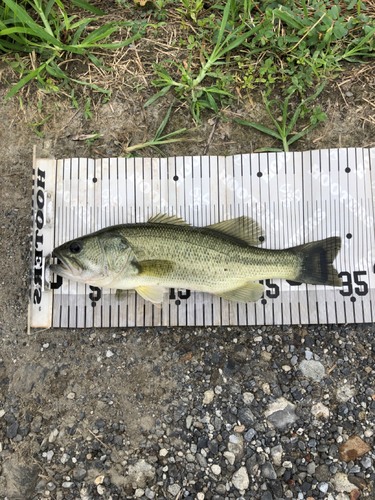 ブラックバスの釣果