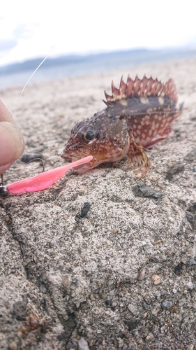 アラカブの釣果