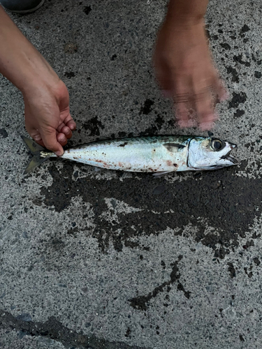 サバの釣果