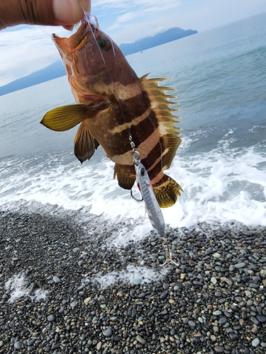 アオハタの釣果