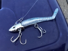 セイゴ（マルスズキ）の釣果