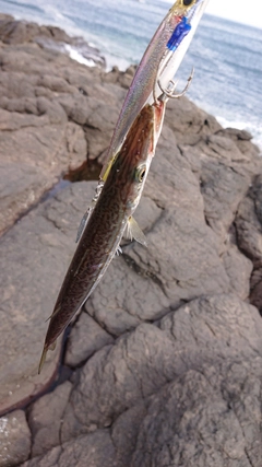 カマスの釣果