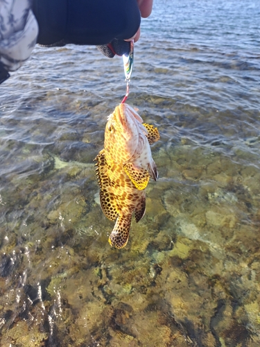 カンモンハタの釣果