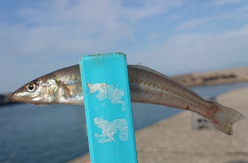 キスの釣果