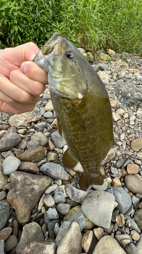 スモールマウスバスの釣果