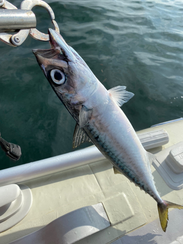 サバの釣果