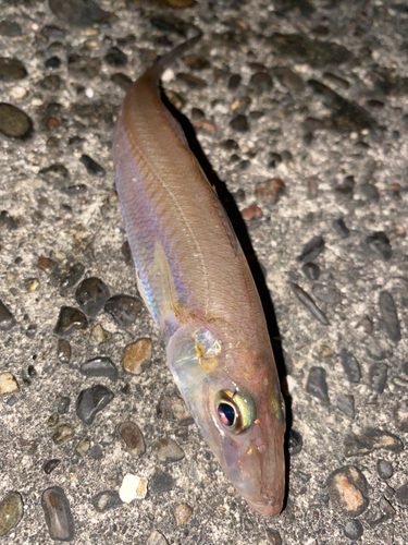 キスの釣果