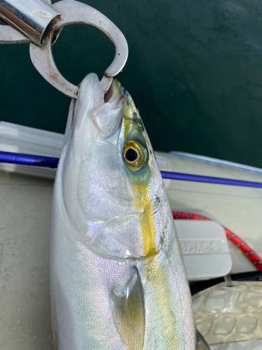 イナダの釣果