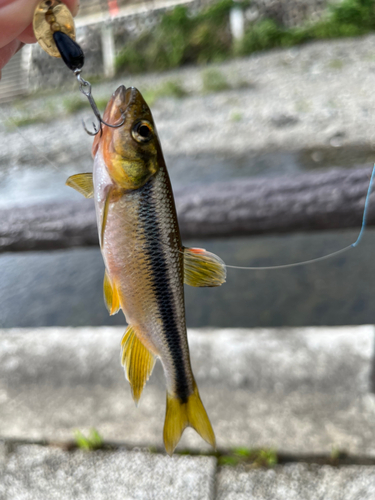 カワムツの釣果