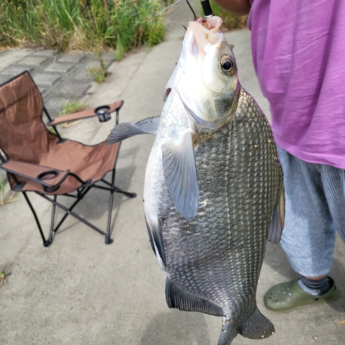 ニゴイの釣果